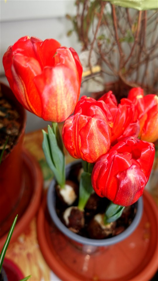 tulips_lalele-2023_0224_170513