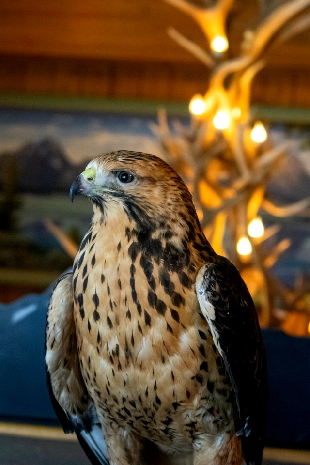 Juvenile Swainson's Hawk at Raptors on Refuges at the National Elk Refuge