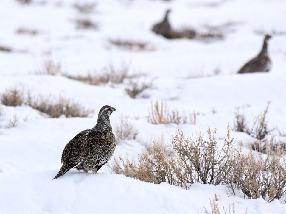 Greater sage-grouse on Seedskadee National Wildlife Refuge