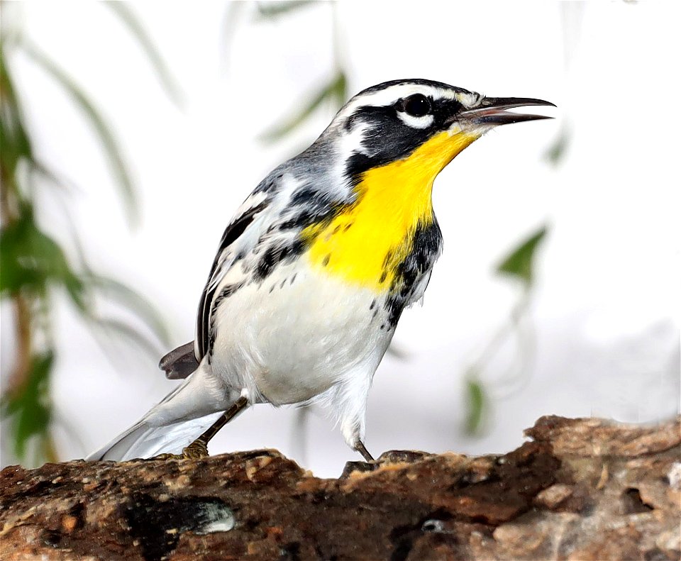 836 - YELLOW-THROATED WARBLER (11-27-2022) americana rv park, palmview, hidalgo co, tx (2)