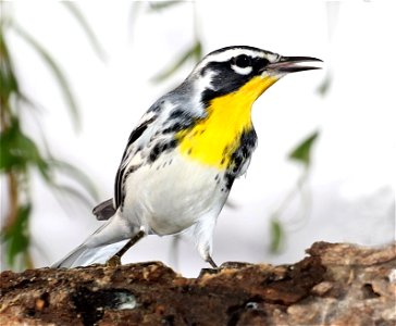 836 - YELLOW-THROATED WARBLER (11-27-2022) americana rv park, palmview, hidalgo co, tx (2)