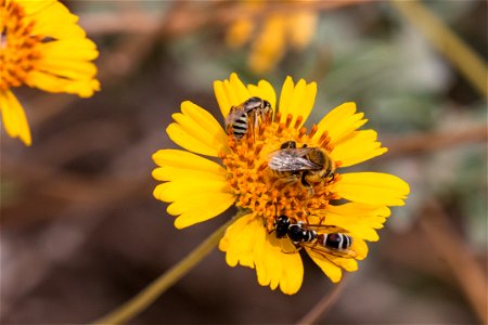 Pollinators