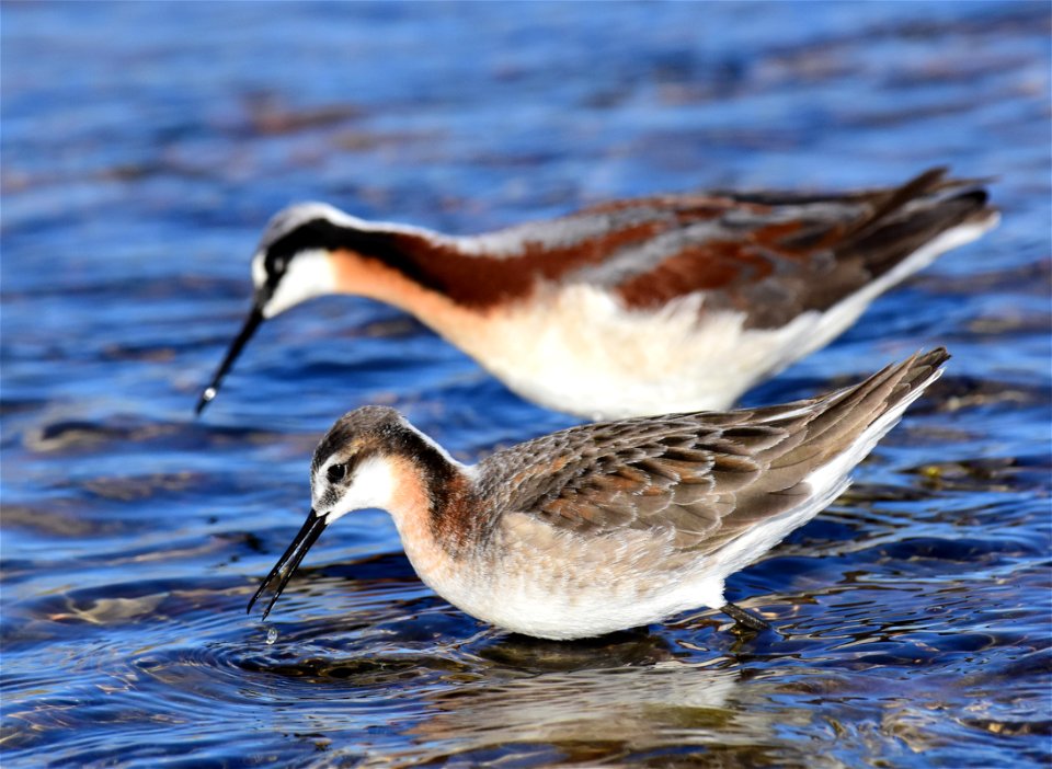 Wilson's phalarope at Seedskadee National Wildlife Refuge