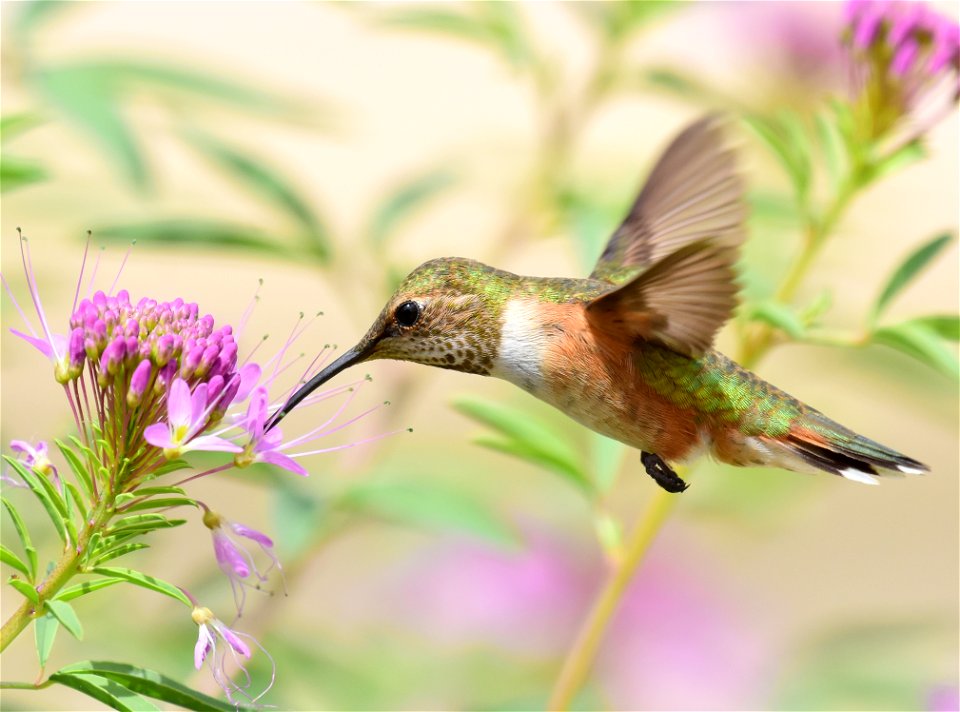 Rufous hummingbird at Seedskadee National Wildlife Refuge photo