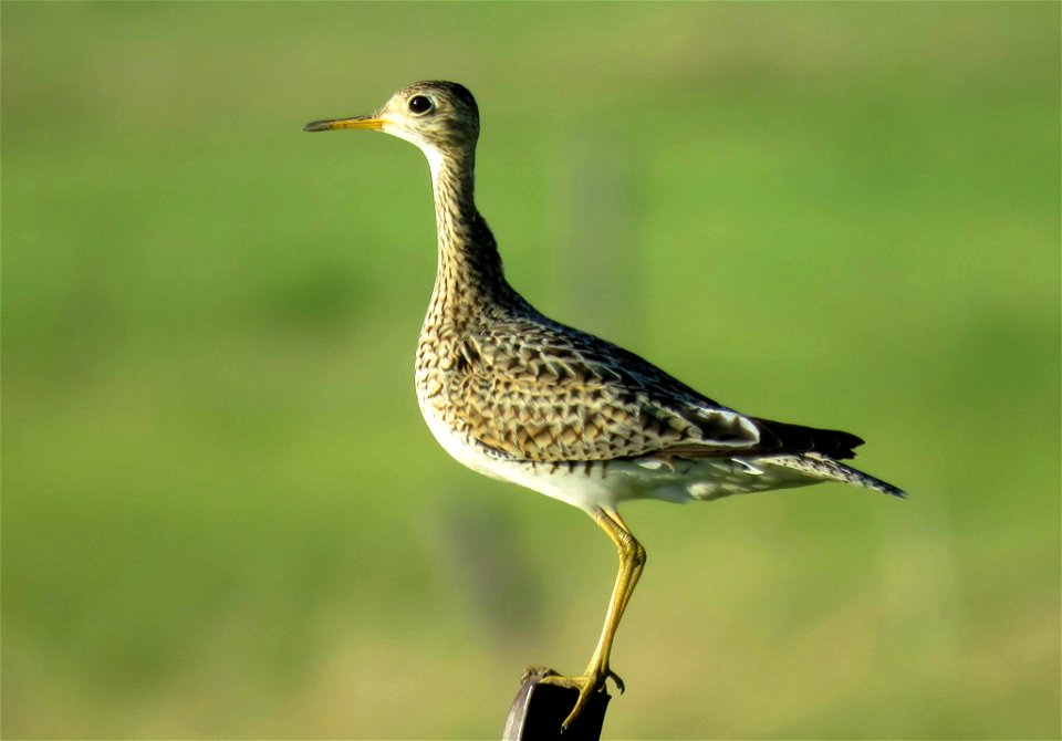 Upland Sandpiper