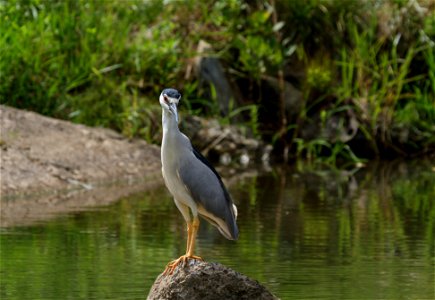 Black Crowned Night Heron at Hawksbill Creek