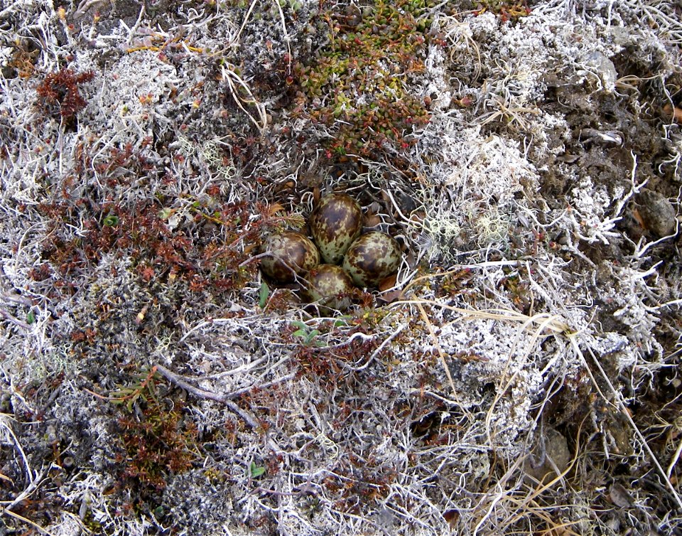 Rock Sandpiper nest