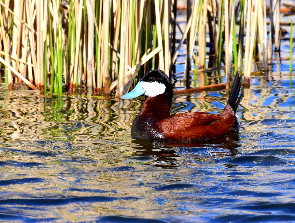 Ruddy duck at Seedskadee National Wildlife Refuge