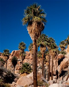 Lost Palms Oasis photo