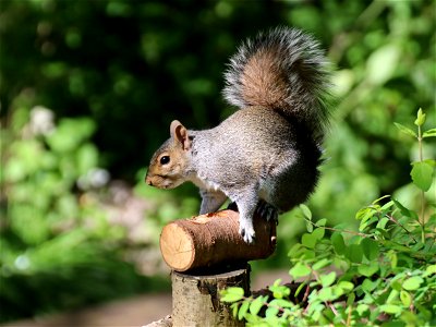 Grey Squirrel_04 photo