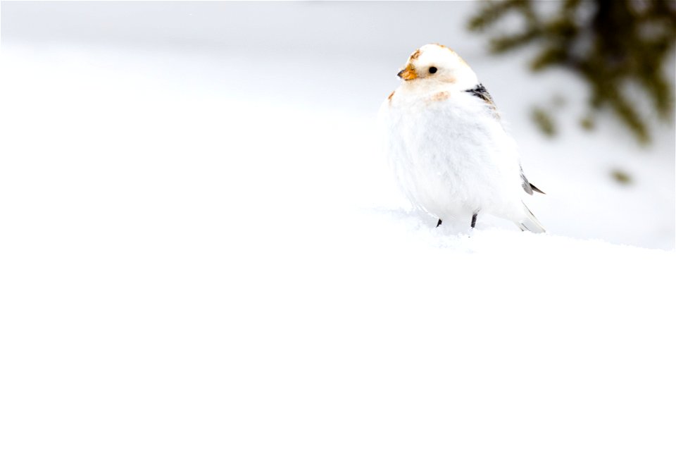 Snow bunting in the snow