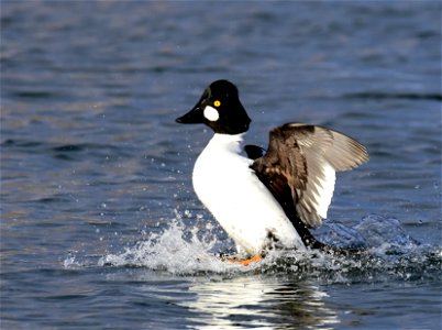 Common goldeneye at Seedskadee National Wildlife Refuge photo