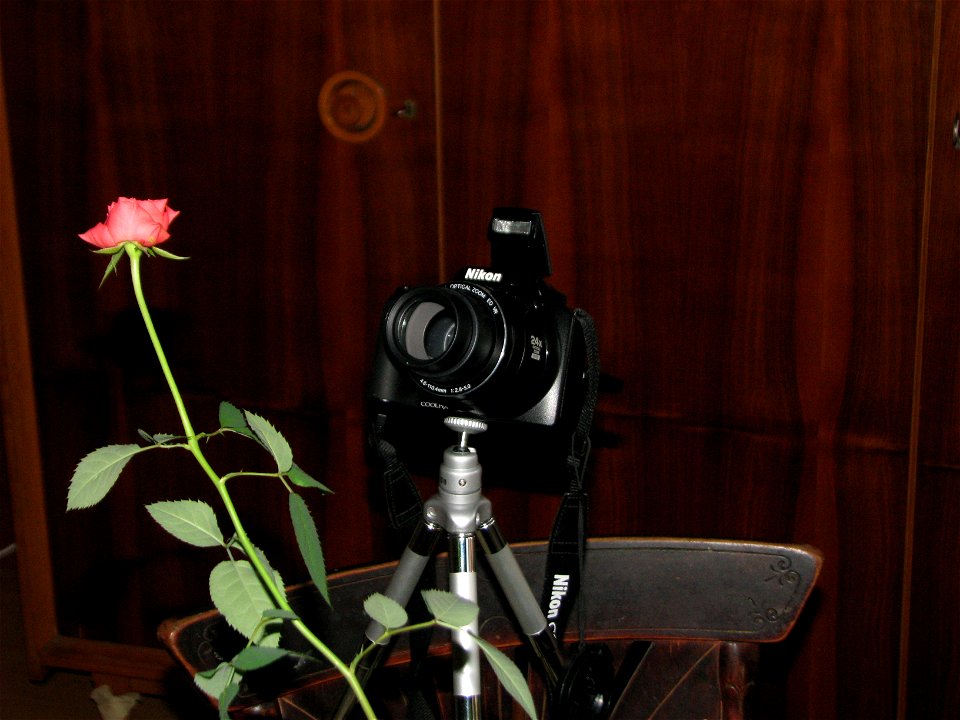 mini-trandafirTLNK2011_1112_084301