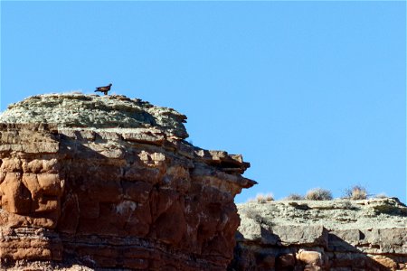 Golden Eagle photo