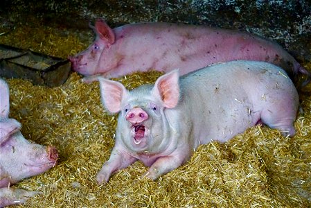 Don’t Eat Bacon!