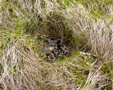 Bar-tailed Godwit Nest hatching photo