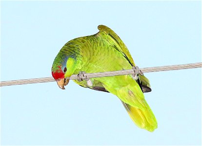 565 - RED-CROWNED PARROT (12-06-2021) oliveira park, brownsville, cameron co, tx -11