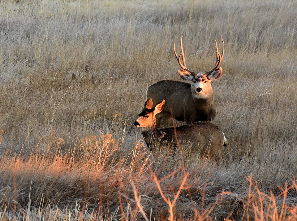 Mule deer at Seedskadee National Wildlife Refuge