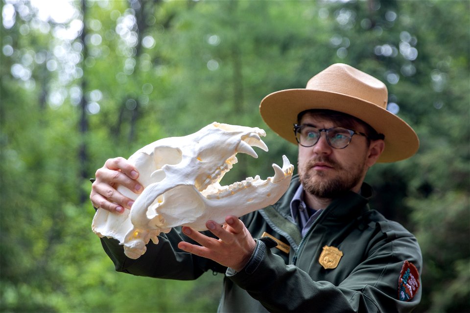 A grizzly bear skull photo