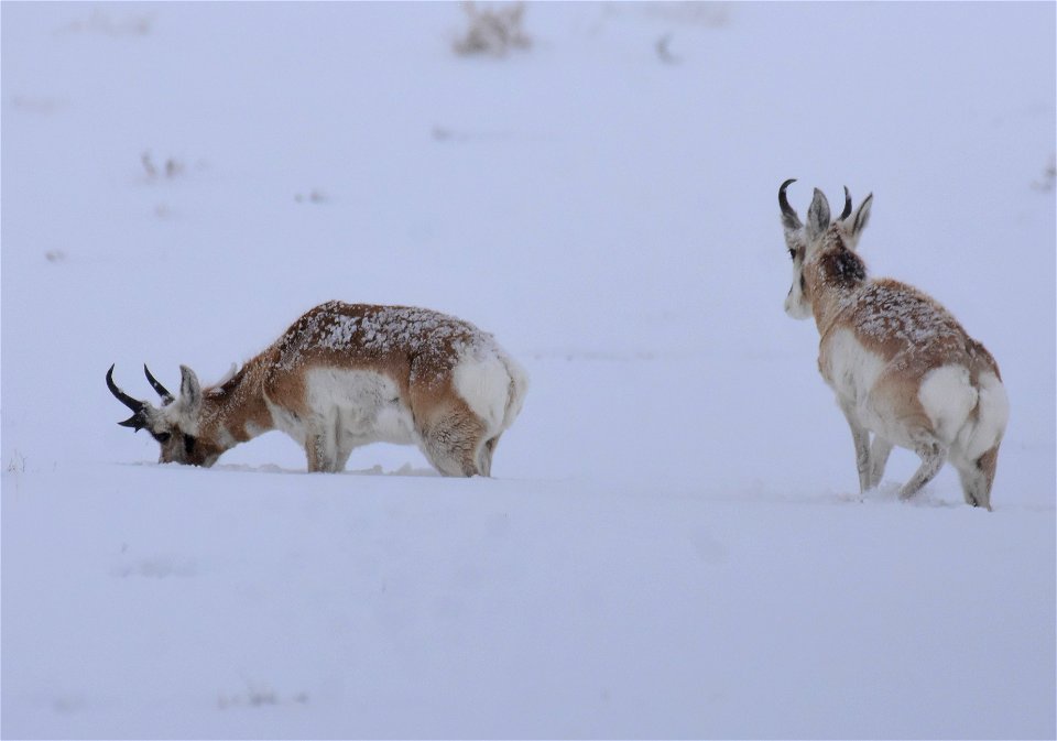 Pronghorn on Seedskadee National Wildlife Refuge