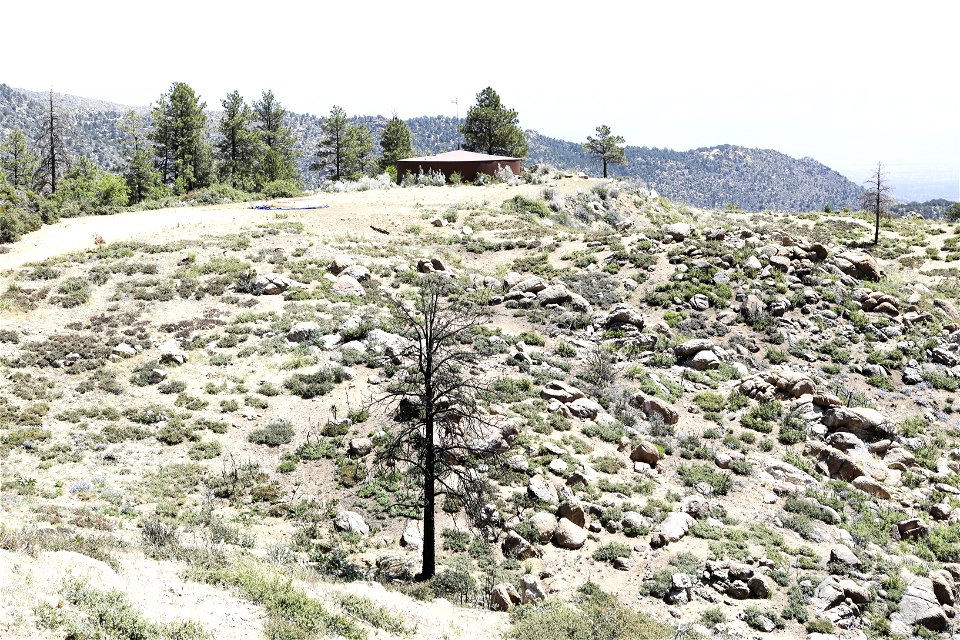 MAY 16: Burned trees remain from the Flag Fire
