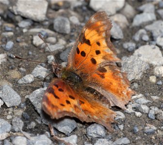 COMMA, HOARY (Polygonia gracilis) (07-19-2022) hart pass-slate peak, okanogan co, wa -02 photo