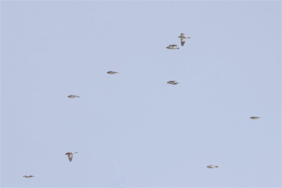 Snow Buntings on the National Elk Refuge
