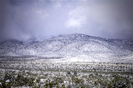 Snow over a field of Joshua tree under cloudy skies photo