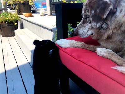 Cat Courting Dog Act 2 of 4 photo