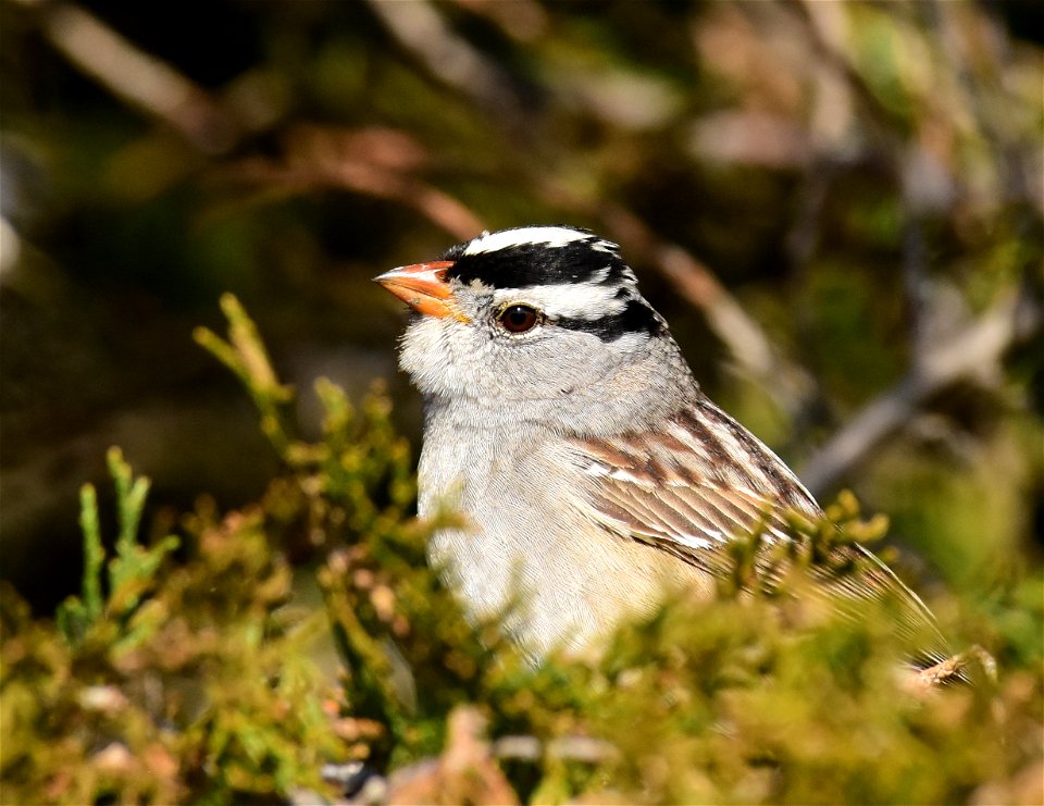 White-crowned sparrow at Seedskadee National Wildlife Refuge