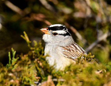 White-crowned sparrow at Seedskadee National Wildlife Refuge photo