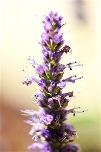 Anise hyssop photo