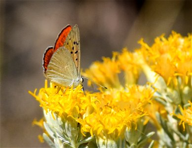 Ruddy Copper Lycaena rubidus at Seedskadee National Wildlife Refuge Wyoming photo