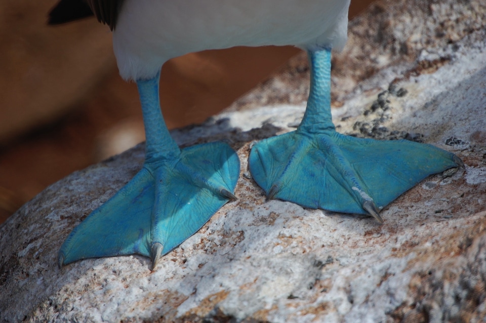 Webbed feet close-up