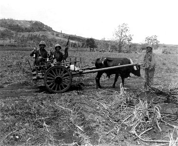Marines in an ox-cart on Saipan are: