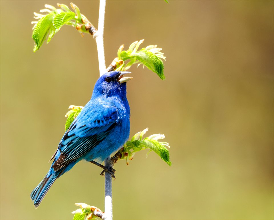 Male Indigo Bunting photo