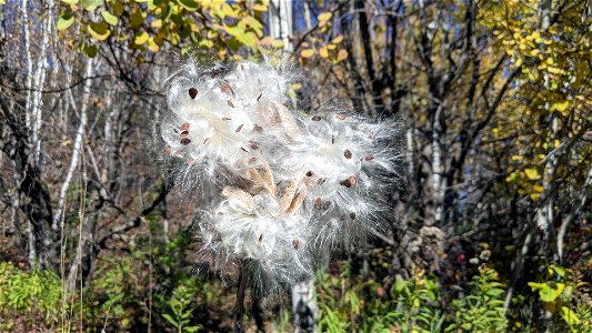 Common milkweed seeds