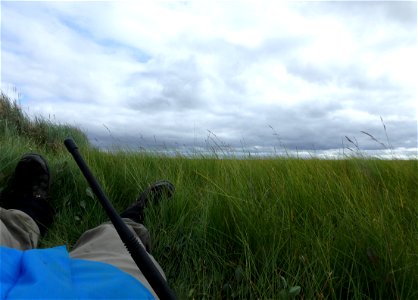 Banding Cackling Geese photo