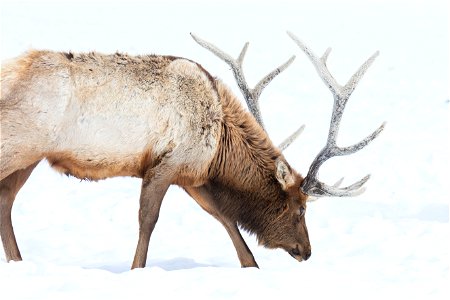 Elk on the National Elk Refuge photo