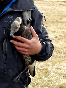 Captive brant for grazing trial photo