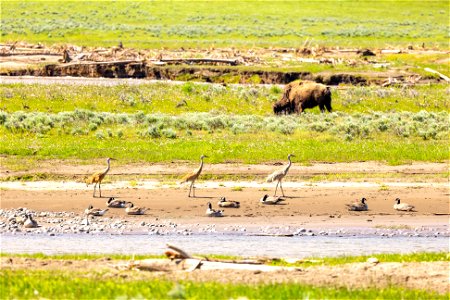 Wildlife in Lamar Valley after the flood photo