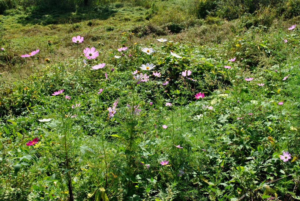 Cosmos Flowers