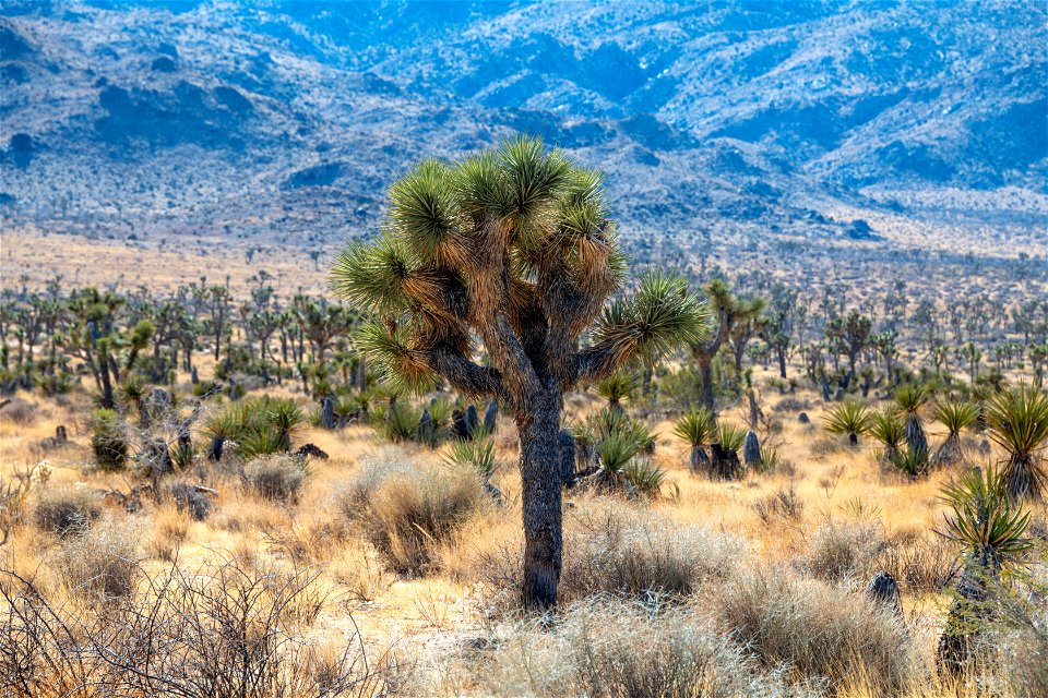 Joshua Tree National Park