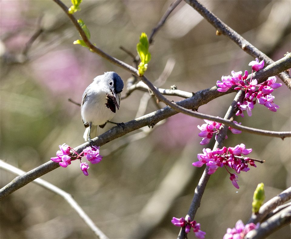 Blue-gray Gnatcatcher in Redbud Tree