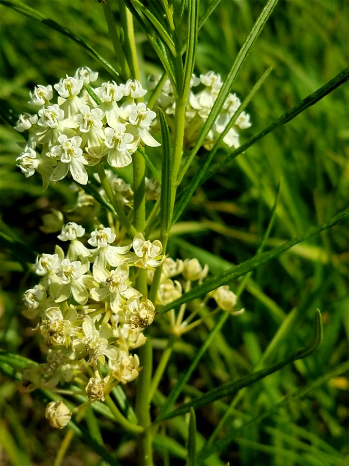 Whorled Milkweed Lake Andes Wetland Management District South Dakota