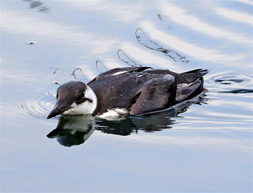 400 - COMMON MURRE (10-20-2021) harbor, crescent city, del morte co, ca -11