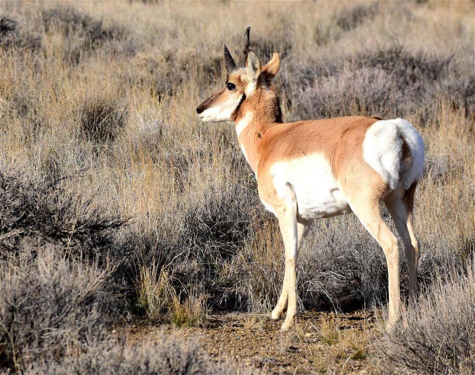 Pronghorn at Seedskadee National Wildlife Refuge