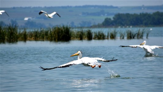 American White Pelicans Taking Flight over Lake Andes National Wildlife Refuge photo