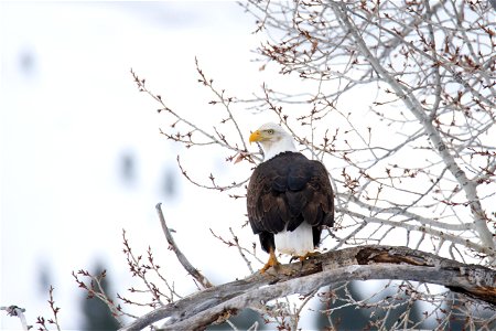 Bald Eagle on the National Elk Refuge