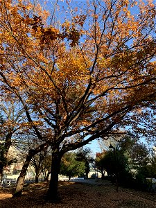 Takeoka, Kiyose-shi in December